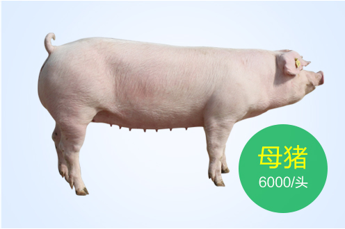 母豬