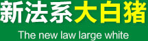 大白豬