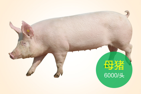 母豬