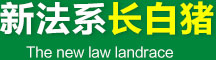 長白豬