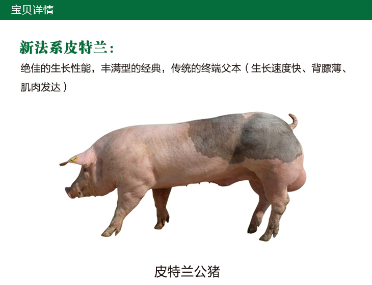 買種豬，皮特蘭種豬，種公豬