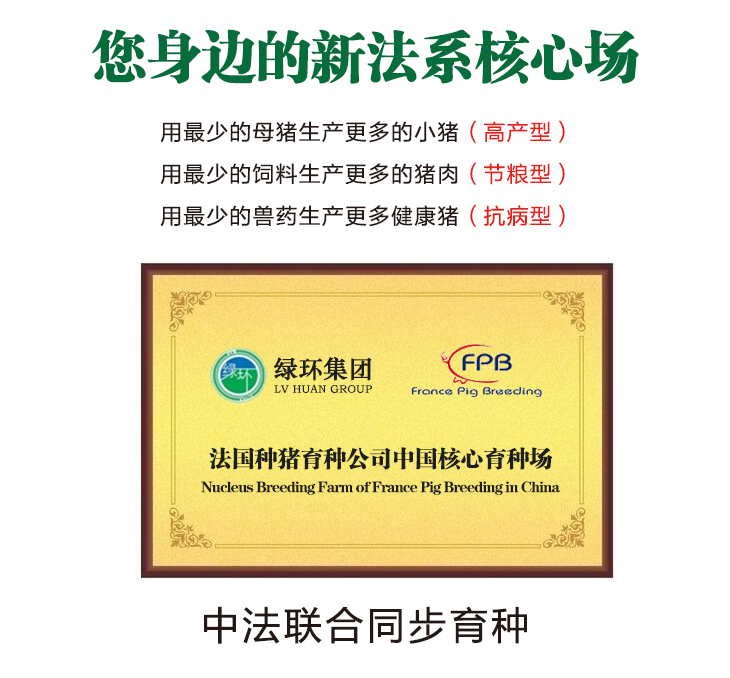 買種豬，皮特蘭種豬，種公豬
