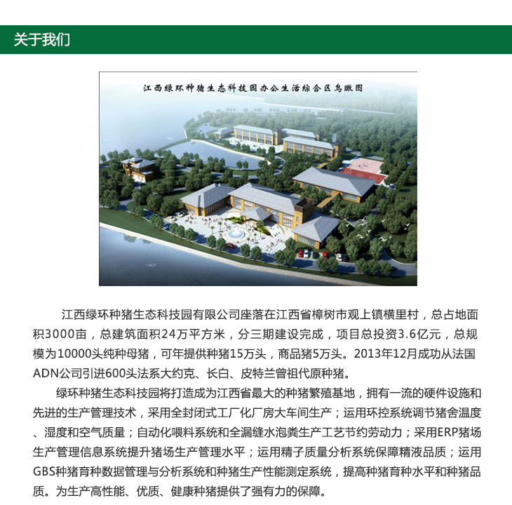 買種豬，皮特蘭種豬，種公豬