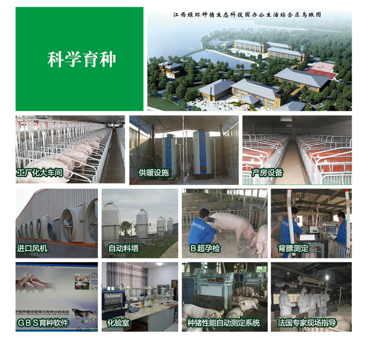 買種豬，皮特蘭種豬，種公豬