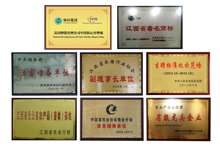 買種豬，皮特蘭種豬，種公豬